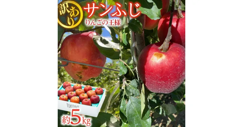 【ふるさと納税】先行予約 訳あり りんご さんふじ 約5kg 2024年 令和6年度発送分 リンゴ 林檎 長野 フルーツ 果物 信州産 長野県産 特産 産地直送 家庭用 おすすめ　 箕輪町 　お届け：2024年11月中旬～2025年2月中旬