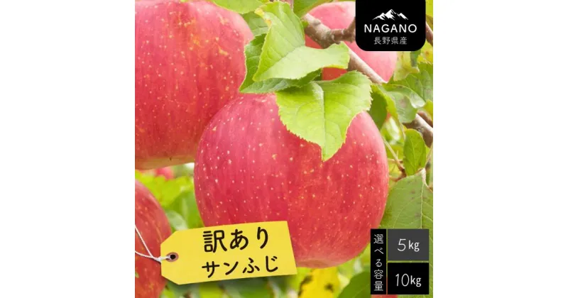 【ふるさと納税】りんご 訳ありサンふじ 約5キロ or 10キロ／2025年1月上旬～2月上旬頃配送予定 // 長野県 南信州 サンふじ りんご 果物 フルーツ フードロス MS17 MS18