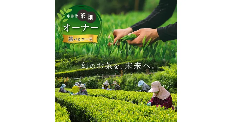 【ふるさと納税】 「 未来の子供たちにこの美しい風景を残したい！」中井侍の茶畑オーナー Aコース（ 2・ 5・8 ・11月 ） ・ Bコース （ 5 ・ 11月 ）計 2回 or 4回 | お茶 茶葉 日本茶 緑茶 国産 手摘み 幻のお茶 浅蒸し茶 中井侍銘茶 秘境 長野県 南信州 天龍村