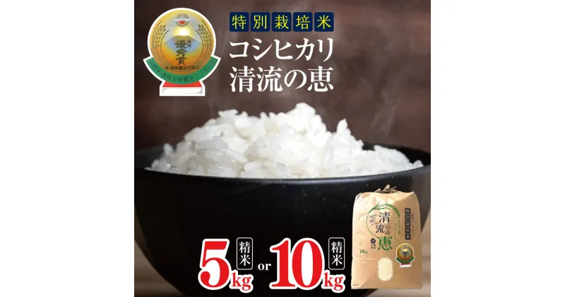 【ふるさと納税】*【令和6年度産】選べる内容量 松川村産 特別栽培米 コシヒカリ 清流の恵 白米 5kg or 10kg | 米 お米 コメ こめ 精米 白米 はくまい コシヒカリ 長野県 松川村 優秀賞 信州