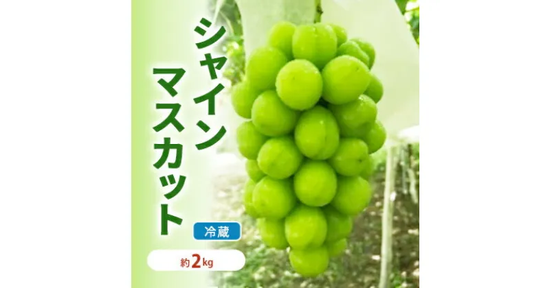 【ふるさと納税】【年内お届け】シャインマスカット 冷蔵 約2kg 3～4房 長野 坂城町産 ぶどう K＆Y農園 ブドウ フルーツ 果物 シャイン【 果物類 】　 ぶどう ブドウ 葡萄 マスカット 種なし フルーツ 果物 有機 　お届け：2024年12月上旬～12月下旬