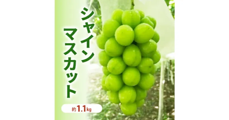 【ふるさと納税】シャインマスカット 冷蔵 約1.1kg 2房 長野 坂城町産 ぶどう K＆Y農園　 果物 ぶどう フルーツ おやつ デザート 食後 長野県産 栽培期間中 減農薬 便利 そのまま トッピング ケーキ作り 　お届け：2024年12月上旬～12月下旬