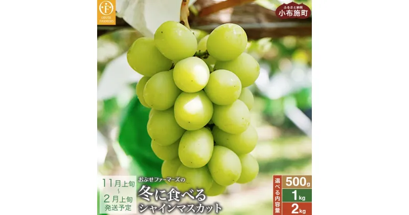 【ふるさと納税】冬に食べるシャインマスカット 約500g 1房 & 約1kg 2房 & 約2kg 3〜5房 ［ おぶせファーマーズ ］ぶどう ブドウ 葡萄 フルーツ 果物 くだもの 長野 信州 【2024年11月上旬～2025年2月上旬発送】