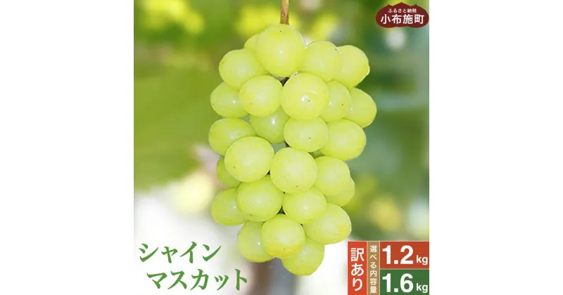 【ふるさと納税】【訳あり】シャインマスカット 約1.2kg 2～3房 & 約1.6kg 3～5房 ［小布施屋］数量限定 期間限定 家庭用 規格外 不揃い 傷 果物 フルーツ ぶどう 葡萄 ブドウ クール便 冷蔵便 生産者応援 支援品 長野県産 信州産 令和6年産【2024年9月中旬～11月下旬発送】