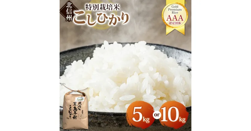 【ふるさと納税】木島平産コシヒカリ 約5kg/10kg（山嵜智之さん） | 米 白米 精米 特別栽培米 コシヒカリ こしひかり お米 おこめ 減農薬 長野県 木島平村 信州