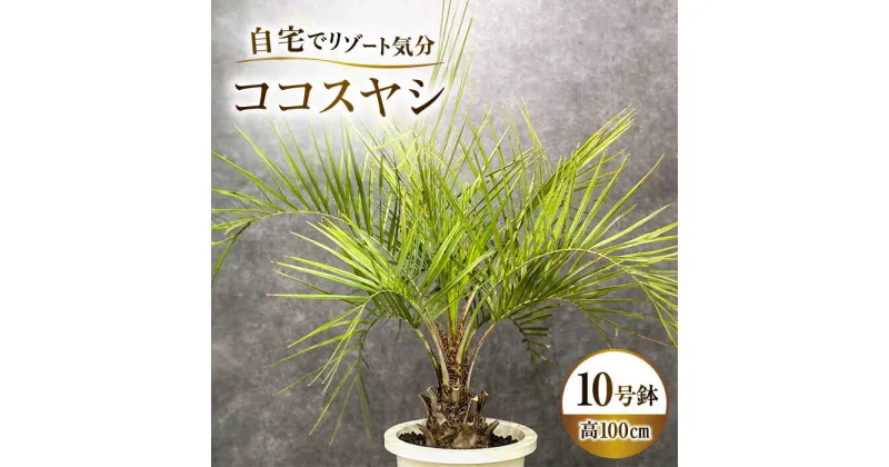 【ふるさと納税】ココスヤシ 10号鉢 庭木 観葉植物【南国リゾートガーデンに人気】 ヤシの木 植木鉢 グリーン 岐阜市/マツダクリエイト[ANBC001]