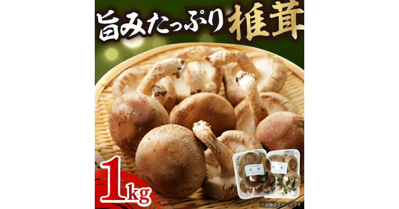 【ふるさと納税】シイタケ1kg 肉厚 ジューシー 椎茸 岐阜市/JAぎふ[ANAS006]