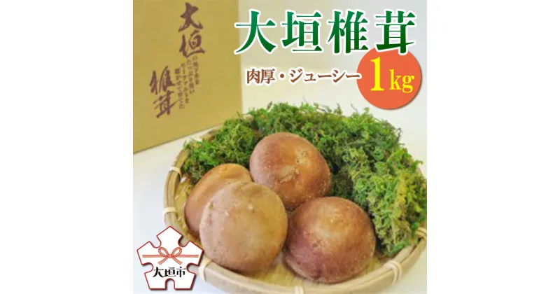 【ふるさと納税】大垣椎茸　肉厚・ジューシー　1kg