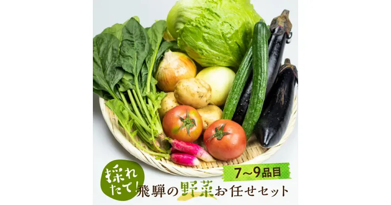 【ふるさと納税】【2024年予約受付】飛騨 野菜セット 7〜9点 セット 飛騨高山産 野菜 秋野菜 おまかせ お取り寄せ 新鮮 産地直送 飛騨産 野菜 夏 秋 秋野菜 サラダ あじか TR3075