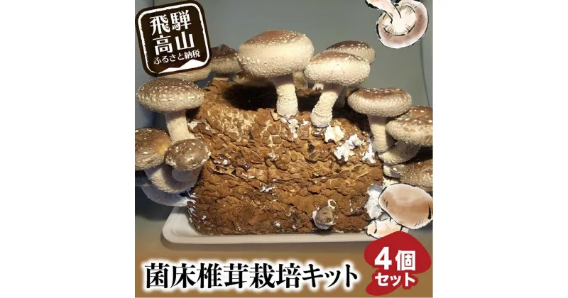 【ふるさと納税】菌床椎茸栽培キット 4個セット | しいたけ シイタケ 椎茸 栽培キット 栽培 菌床 しいたけ菌 椎茸菌 夏休み 自由研究 飛騨高山きのこの里 GK002