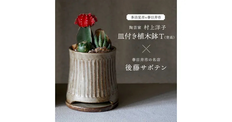 【ふるさと納税】多治見市×春日井市コラボ 【美濃焼】 陶芸家「村上洋子」 皿付き植木鉢 T(背高) × 【日本有数のサボテンの生産地】 春日井市の名店 後藤サボテン 【井澤コーポレーション】[TBP171]