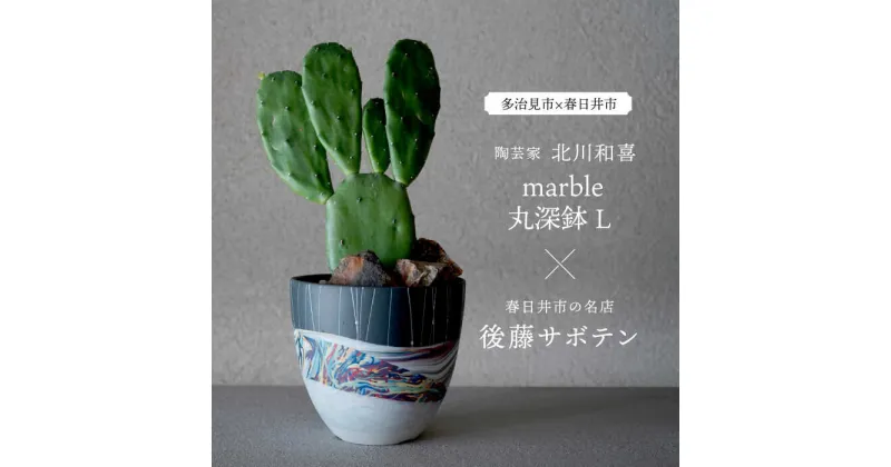 【ふるさと納税】多治見市×春日井市コラボ 【美濃焼】 陶芸家「北川和喜」 marble 丸深鉢 L × 【日本有数のサボテンの生産地】 春日井市の名店 後藤サボテン 【井澤コーポレーション】[TBP173]