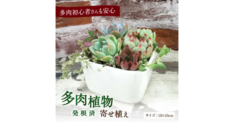 【ふるさと納税】多肉植物の寄せ植え （10×10cm） 多治見市 / 多肉SHOP KATIE 多肉ショップ ケイティ 観葉植物 多肉 植木鉢 [TGF001]