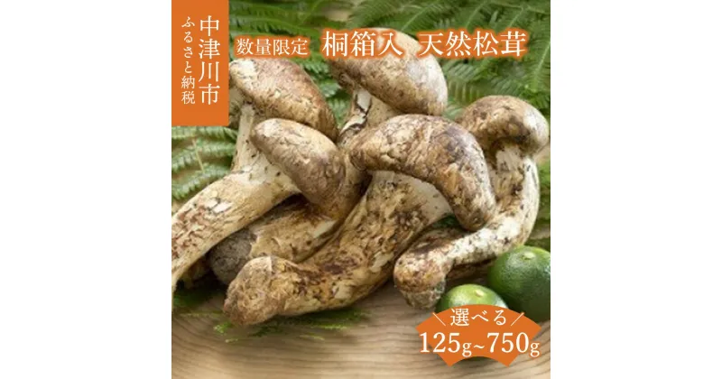 【ふるさと納税】【数量限定】天然松茸 桐箱入 量が選べる (125g / 250g / 500g / 750g) 松茸ご飯 焼き松茸 土瓶蒸し 木箱入り 箱入 人気 国産 松茸 まつたけ マツタケ 秋 旬 お取り寄せ 岐阜県 中津川市 F4N-1492var